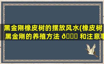 黑金刚橡皮树的摆放风水(橡皮树黑金刚的养殖方法 🐝 和注意事项)